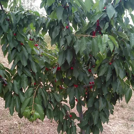 Farmház Al Poggetto Piana degli Albanesi
