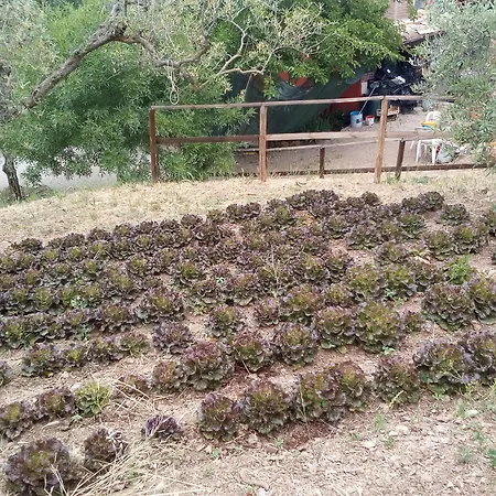 Alojamento de Turismo Rural Al Poggetto